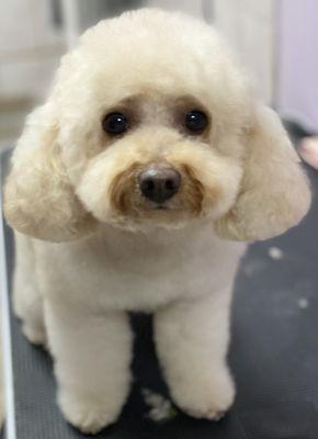 The Loving Tails Spa