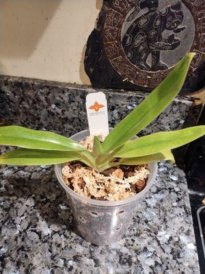 For $100 I expected a better Paphiopedilum.