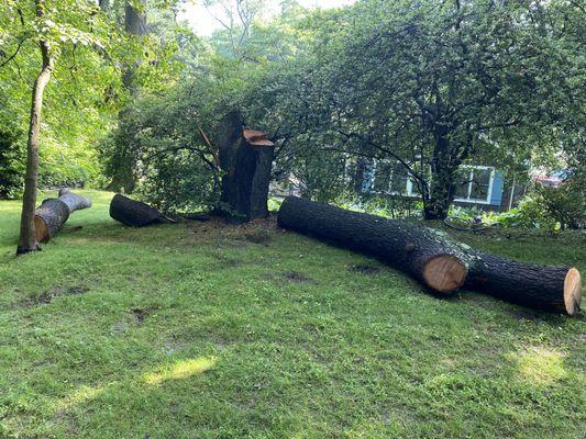 Colgan Tree and Landscape Service