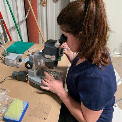 Dr Brownlee sorting embryos after flushing a cow