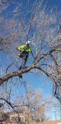 Manny’’z Fence and Treez