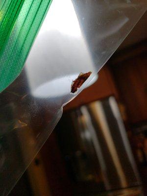 Found a bug in our food!