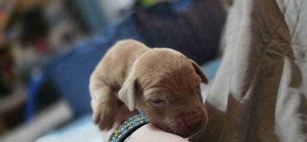 Prodigal Farm Ministries