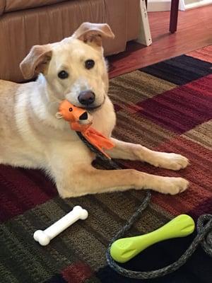 This is my Sable we just love her!