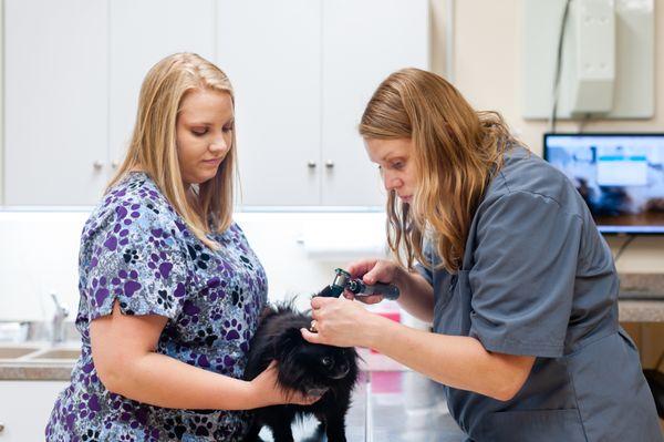 Isaacson Veterinary Hospital