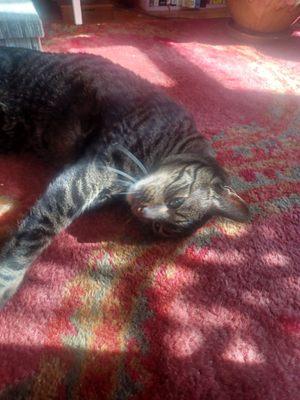 Smithereen Pest Management Services