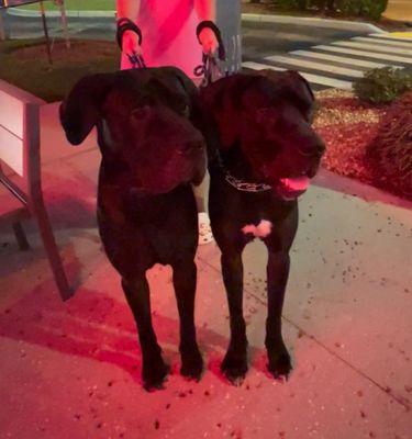 Sunshine Pet Sitters