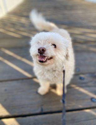 After Hours Animal Hospital