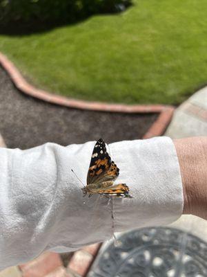 Butterfly Releases are a great way to have a special moment with friends and family