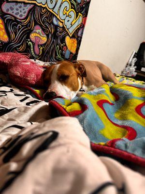 Olivia’s Magical Services