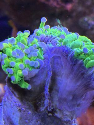 1st Class Aquarium