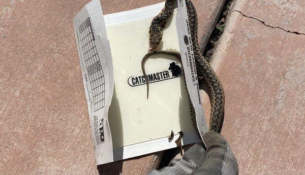Snake caught