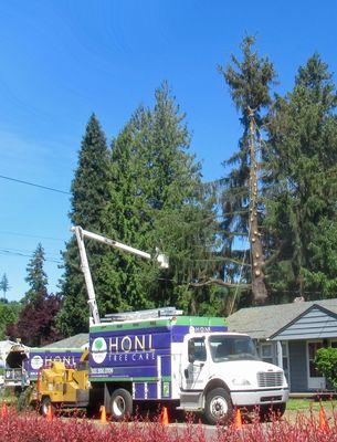 Honl Tree Care