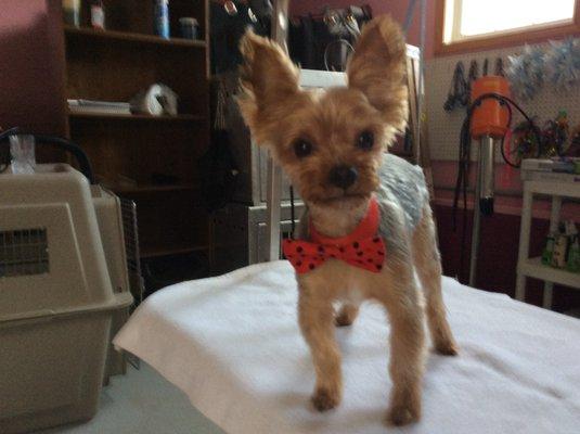 Dog Gone Chic Pet Grooming