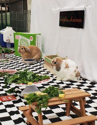 Rabbit Haven Bunny Hop