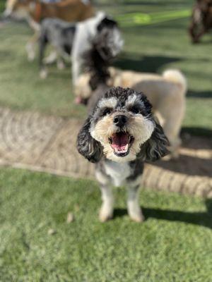 Red Barn Pet Retreat