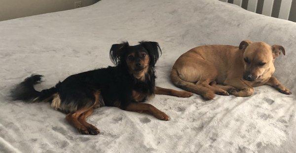 My dogs after grooming.