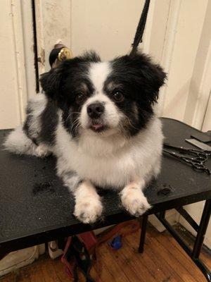 Juju’s Shearful Grooming and Spa