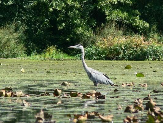 Great blue heron