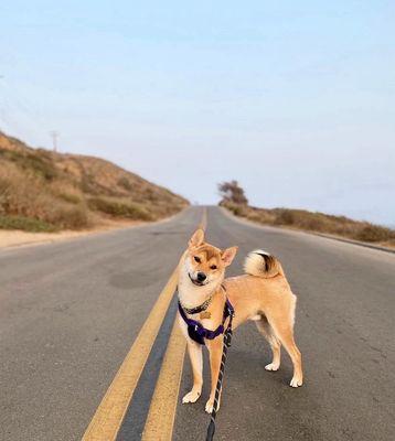 Van Nuys Veterinary Clinic