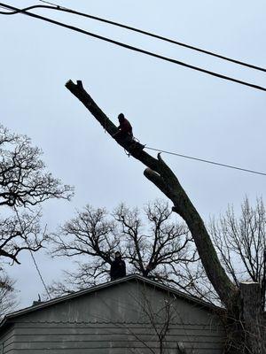 Bull Dawgs Tree Service