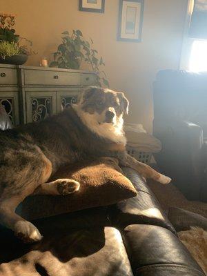 Aina Moore Dog Grooming