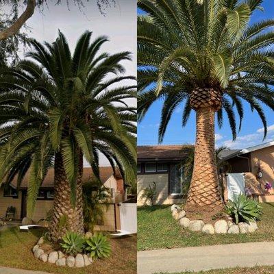 Discount Tree Care Arborist