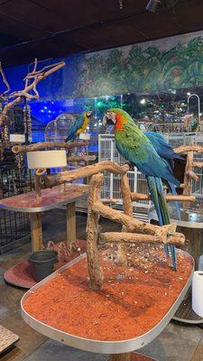 Pet Kingdom