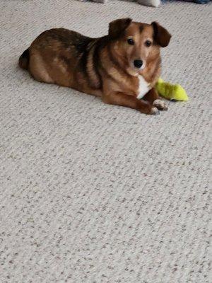 Southlake Animal Hospital, PC