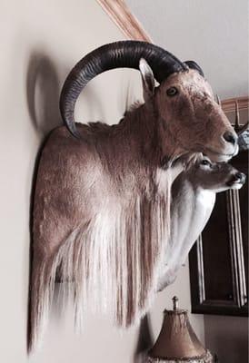 Tri-State Taxidermy
