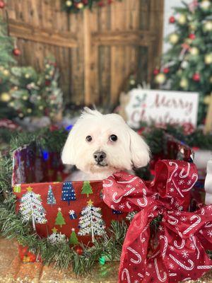 This is one of my favorites from Christmas