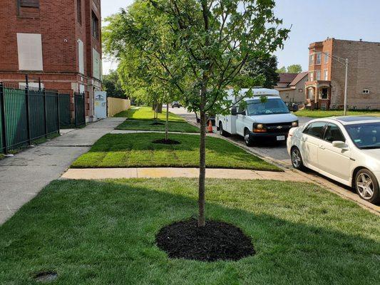 Mingo & Sons Lawn & Landscape