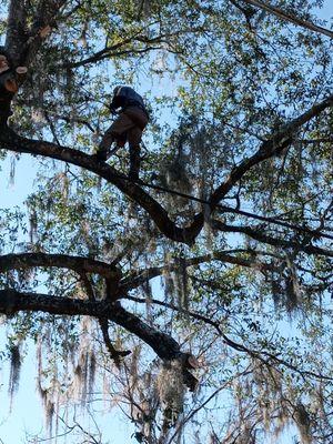 Straight Drop Tree Service