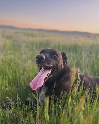 Comet 9/11/2017-08/05/2024 Gone way too soon, thanks to this terrible Vet