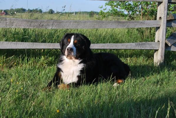 Dog Boarding located in the country