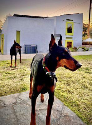 America’s Best Dog Trainers