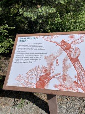 June 5, 2023 - Sandia Peak, (Cedar Crest, NM) Balsam Glade Picnic Area, hiking trail