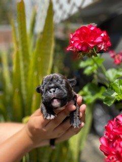 Super Charged Bullies