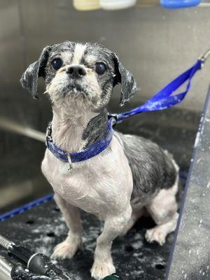 Furry Land Mobile Grooming - Philadelphia