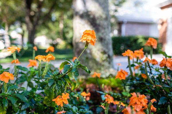 Johns Palms Landscaping