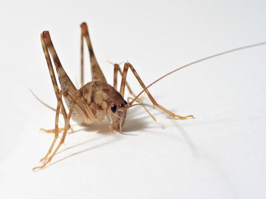 Cave Cricket