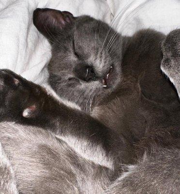 Park Slope Kitty Sitter
