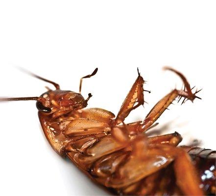The American Roach typically lives outside on shrub beds or overgrowth and mulch. But do enter a structure quite often.