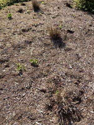 Ninebark Landscaping