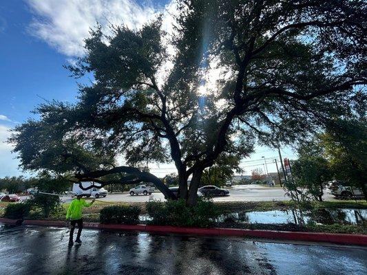 Three Brothers Tree Experts