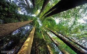 D&P Natural Resources