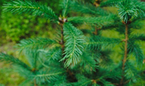 McFarland's Tree Service