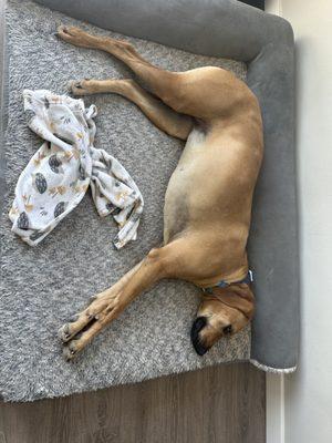 Out of the Park Mobile Dog Gym