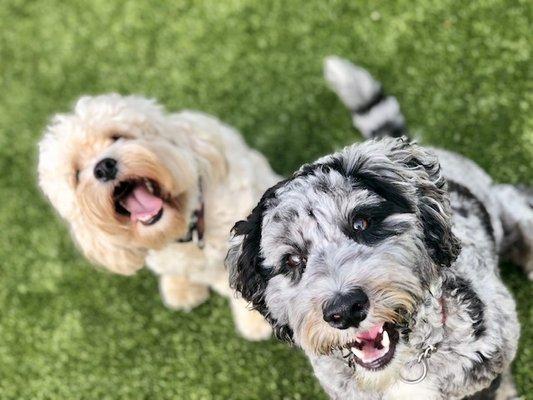 Lone Pine Kennels