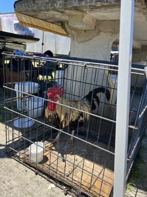 Buy a rooster if you need one